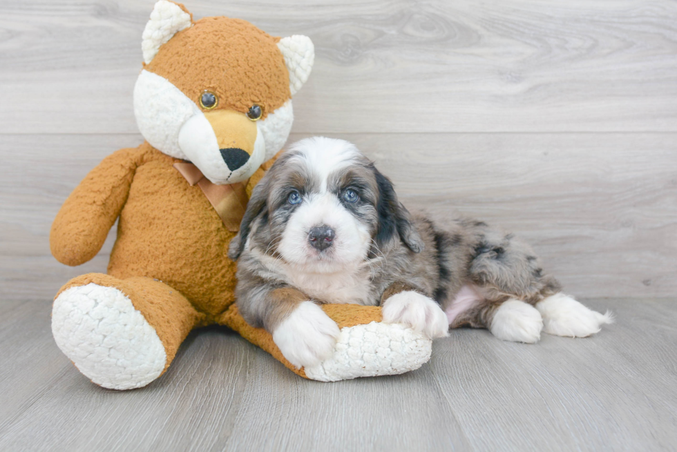 Best Mini Bernedoodle Baby