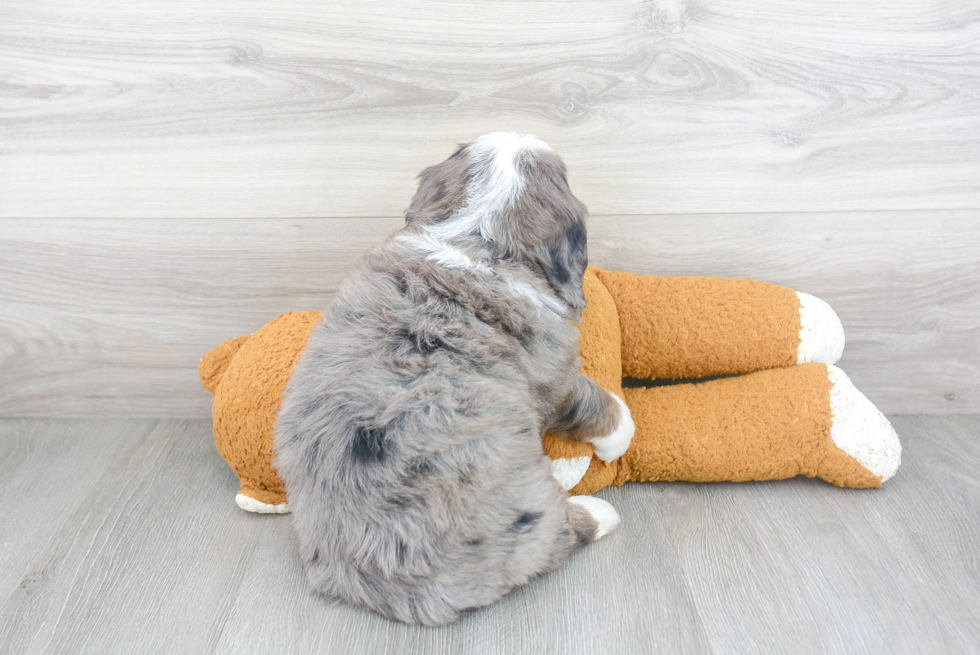 Best Mini Bernedoodle Baby