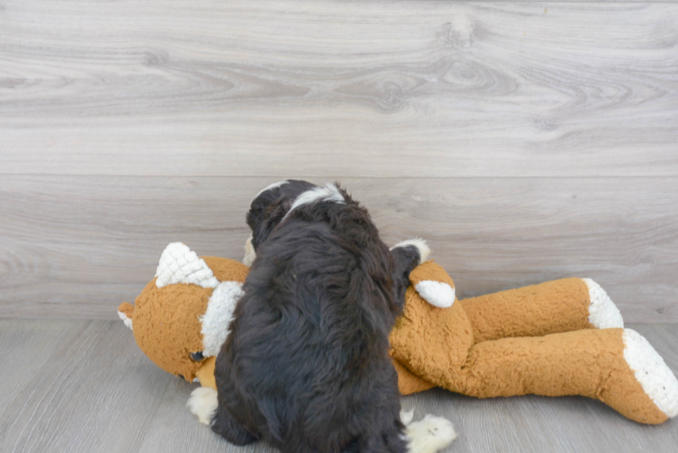 Fluffy Mini Bernedoodle Poodle Mix Pup