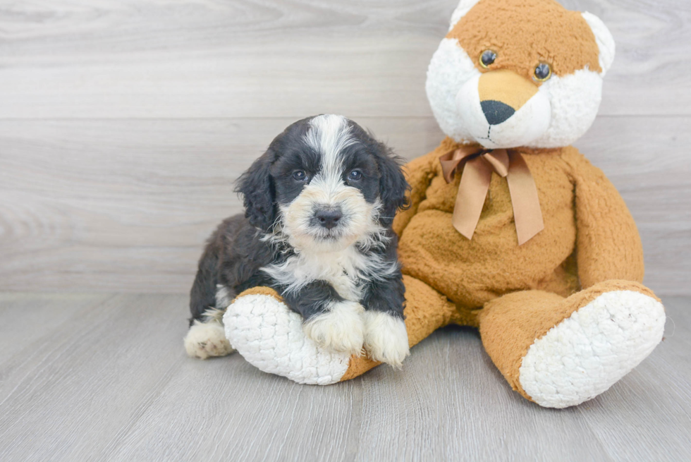 Adorable Mini Berniedoodle Poodle Mix Puppy