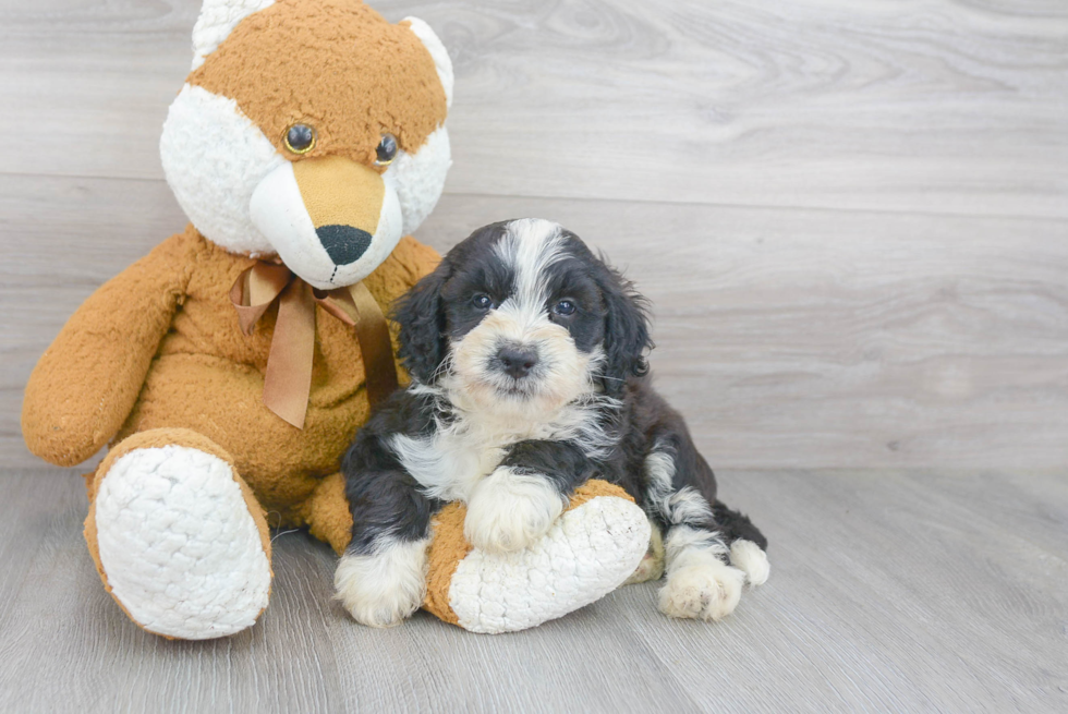 Best Mini Bernedoodle Baby