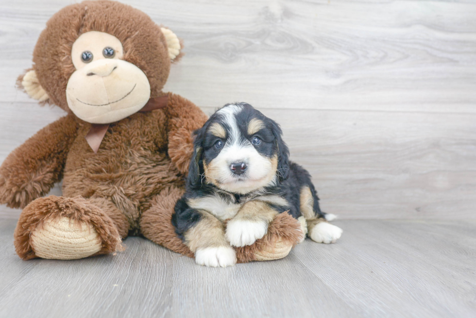 Energetic Mini Berniedoodle Poodle Mix Puppy