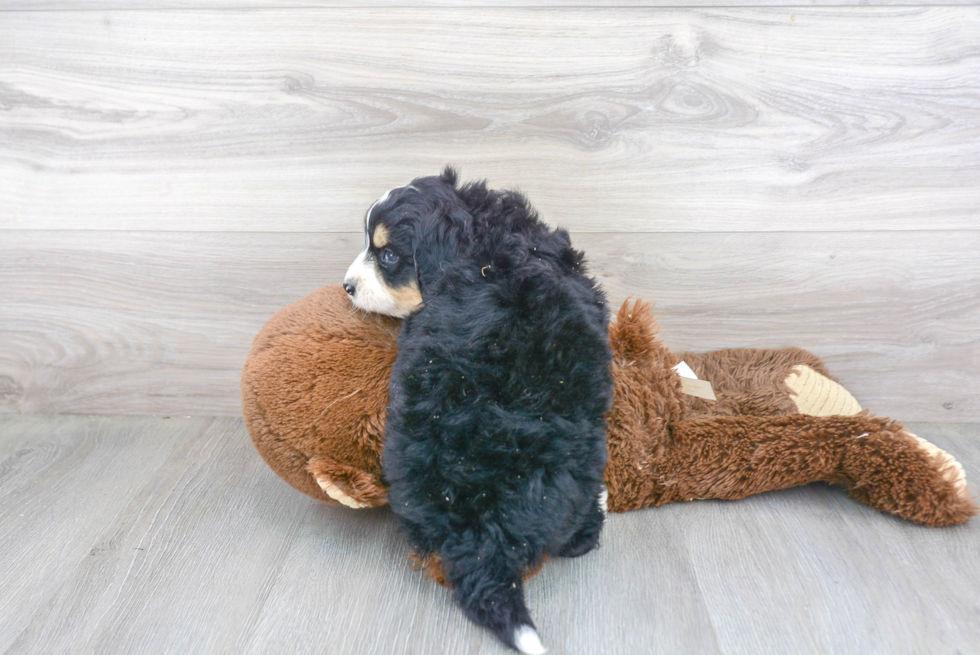 Mini Bernedoodle Puppy for Adoption