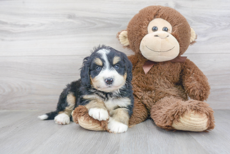 Mini Bernedoodle Pup Being Cute