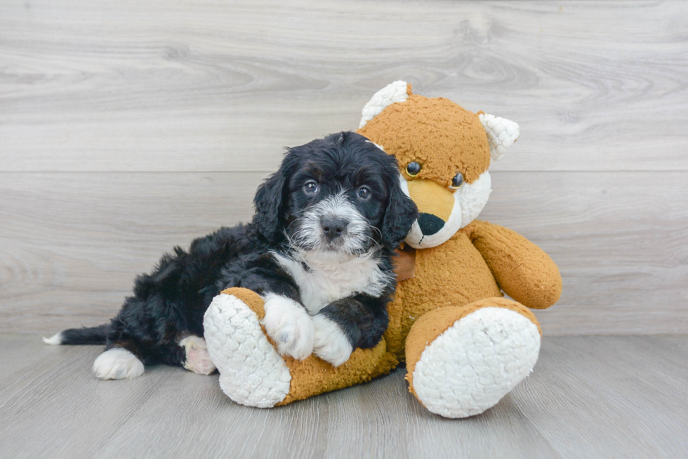 Happy Mini Bernedoodle Baby