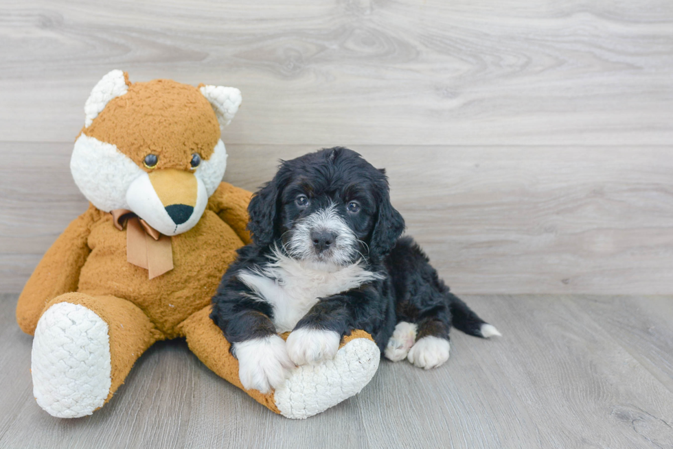 Mini Bernedoodle Pup Being Cute