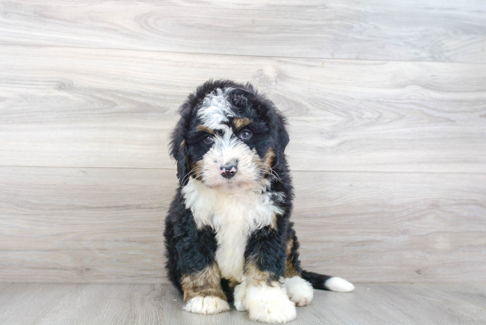 Energetic Mini Berniedoodle Poodle Mix Puppy