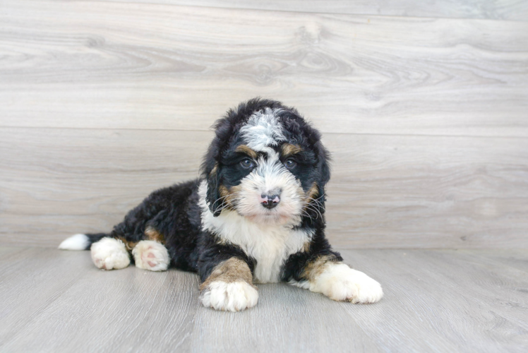 Mini Bernedoodle Pup Being Cute