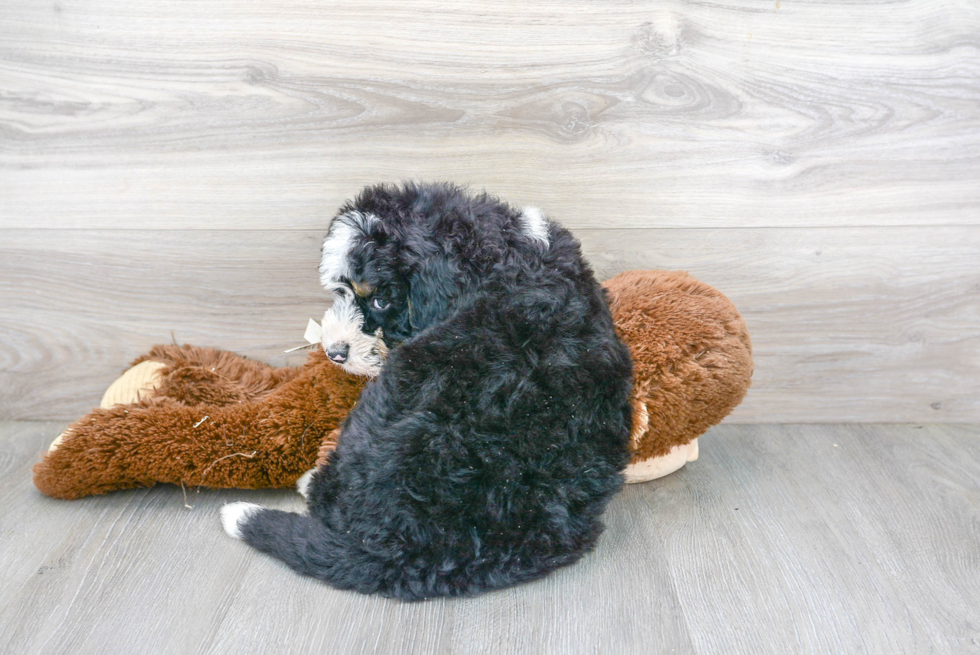 Adorable Bernadoodle Poodle Mix Puppy