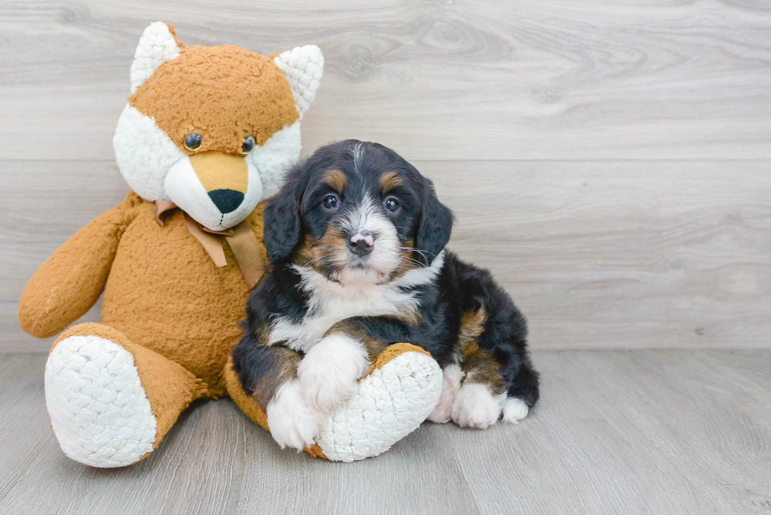 Little Mini Berniedoodle Poodle Mix Puppy