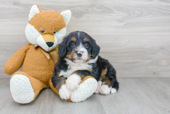 Little Mini Berniedoodle Poodle Mix Puppy