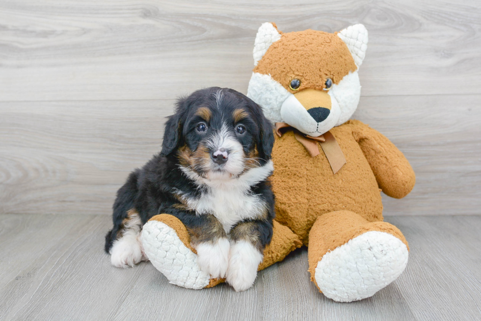 Little Mini Berniedoodle Poodle Mix Puppy