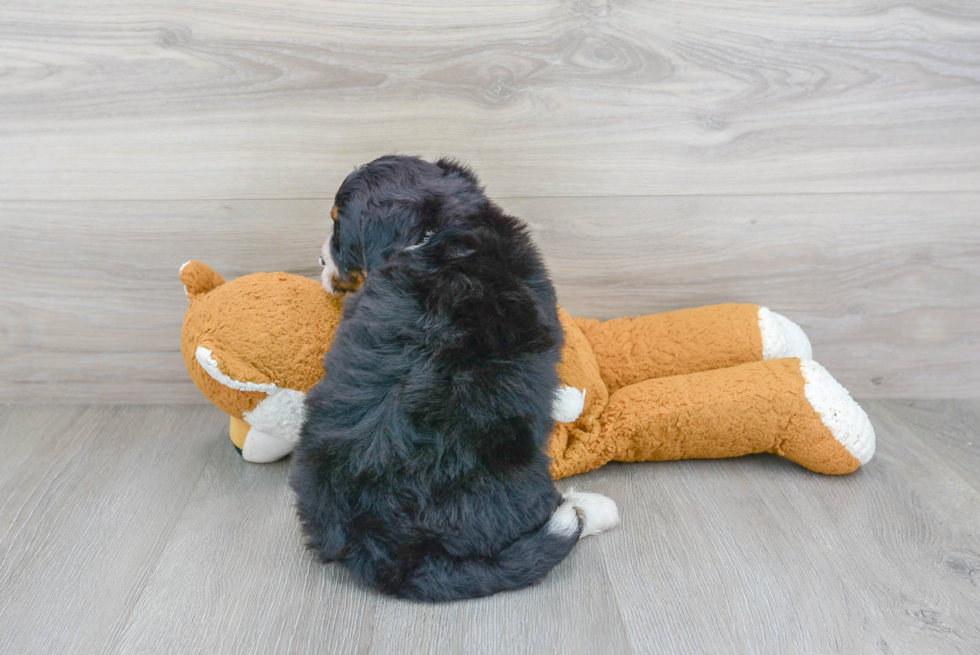 Small Mini Bernedoodle Baby