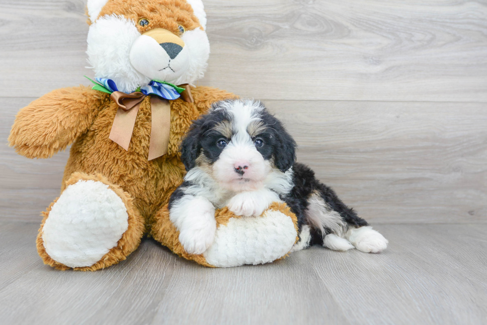 Energetic Bernadoodle Poodle Mix Puppy