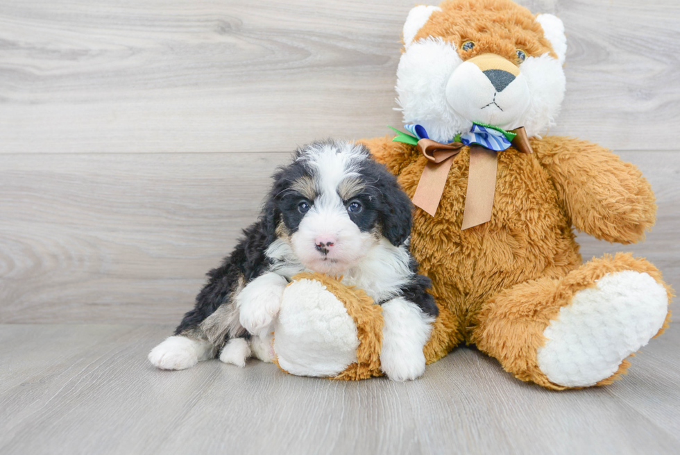 Popular Mini Bernedoodle Poodle Mix Pup