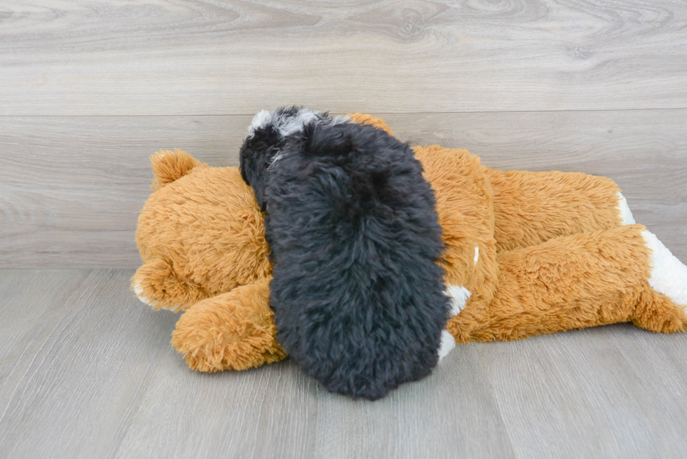 Best Mini Bernedoodle Baby