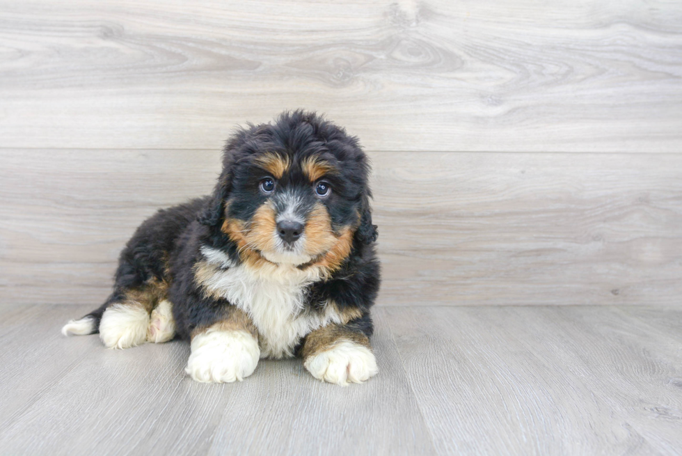 Best Mini Bernedoodle Baby