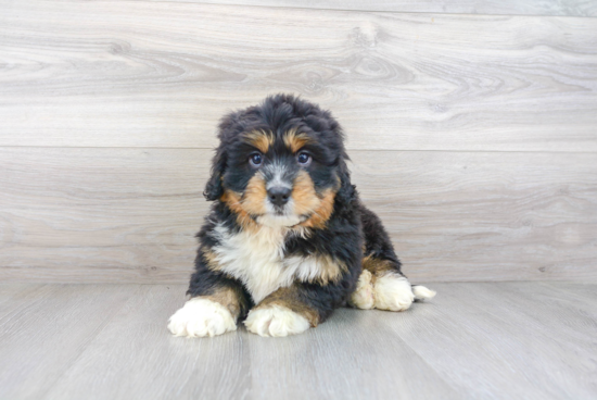 Little Mini Berniedoodle Poodle Mix Puppy