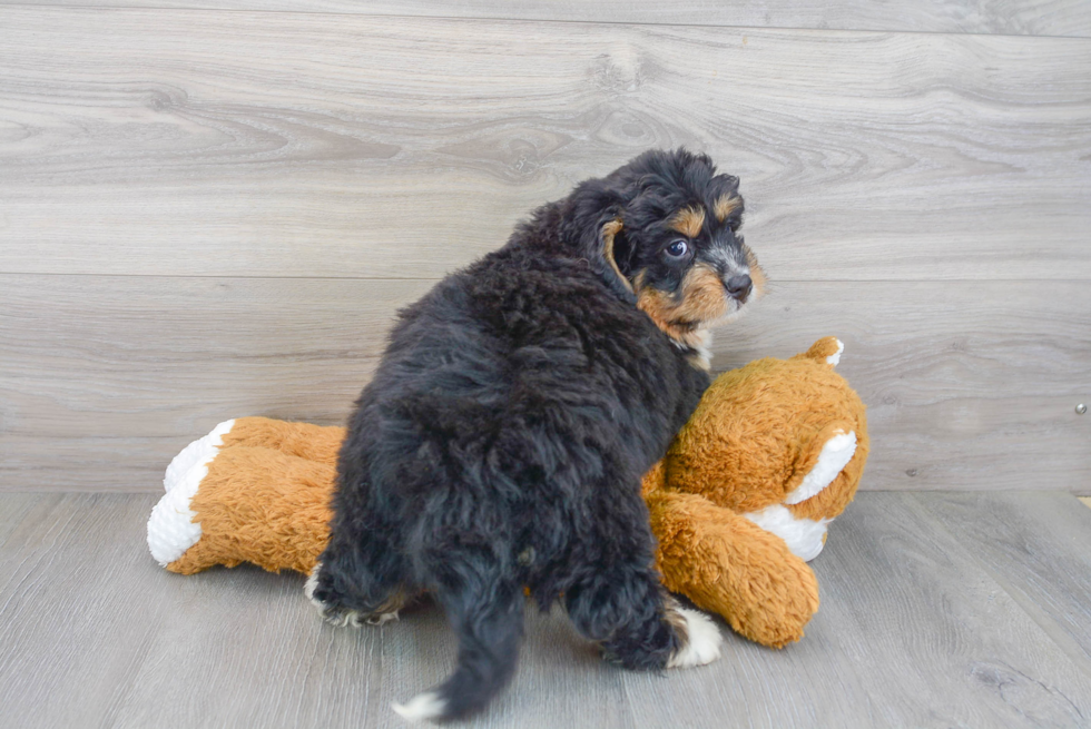 Happy Mini Bernedoodle Baby