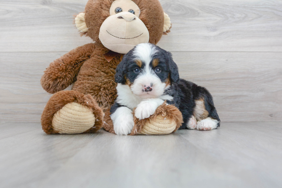 Mini Bernedoodle Pup Being Cute