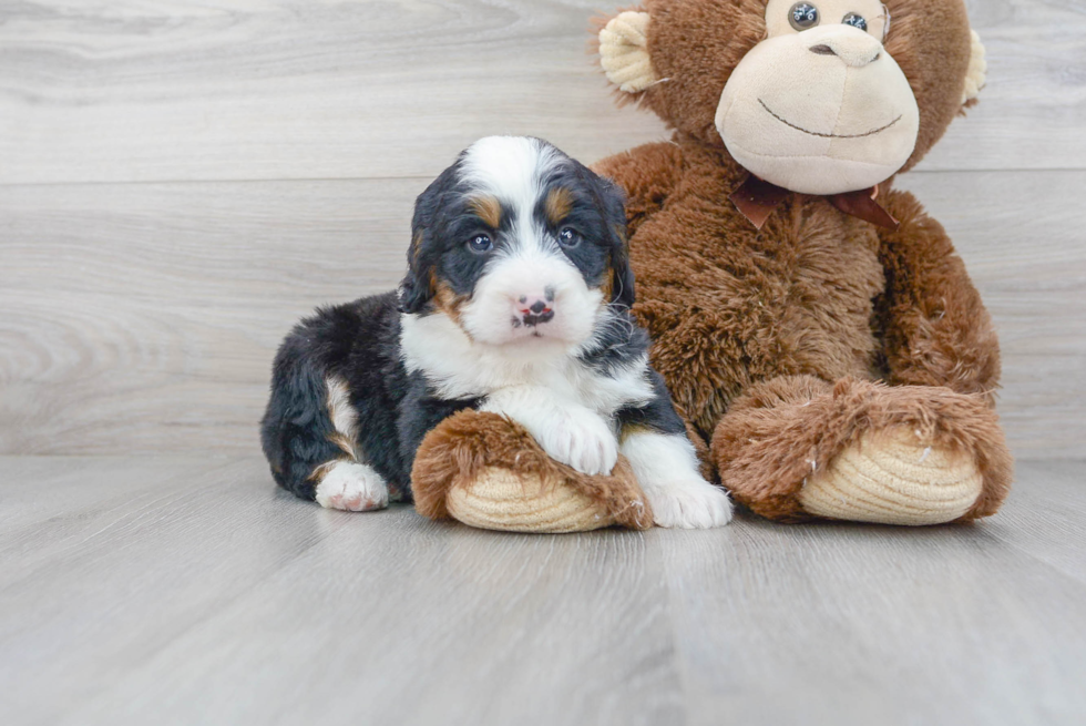 Mini Bernedoodle Pup Being Cute