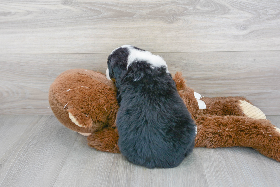 Mini Bernedoodle Puppy for Adoption