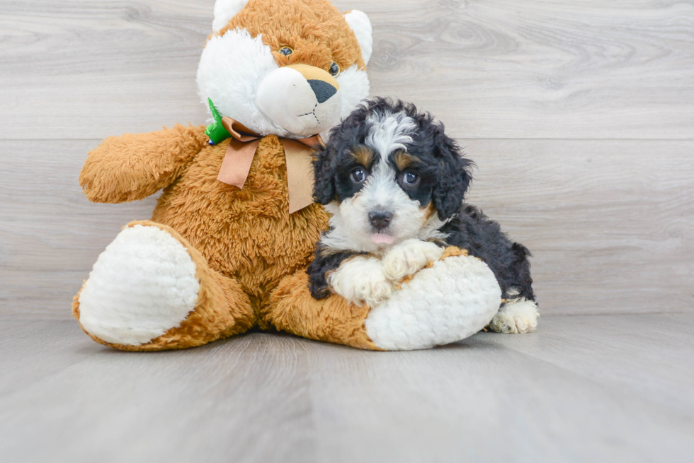 Mini Bernedoodle Puppy for Adoption