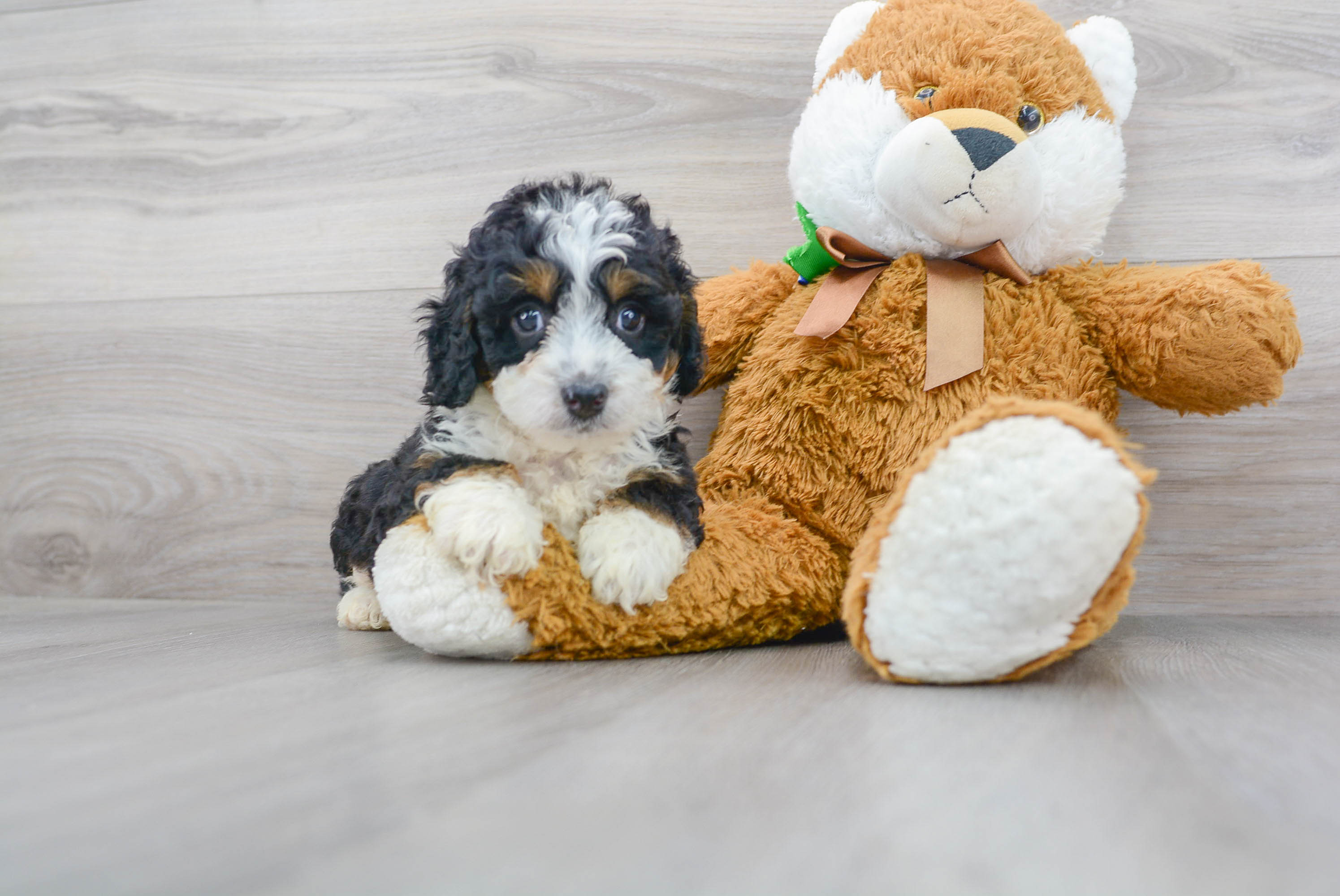 Popular Mini Bernedoodle Poodle Mix Pup
