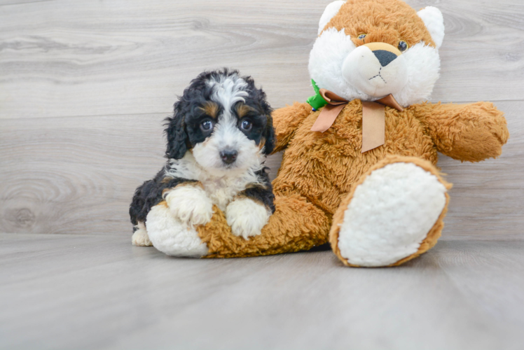 Popular Mini Bernedoodle Poodle Mix Pup