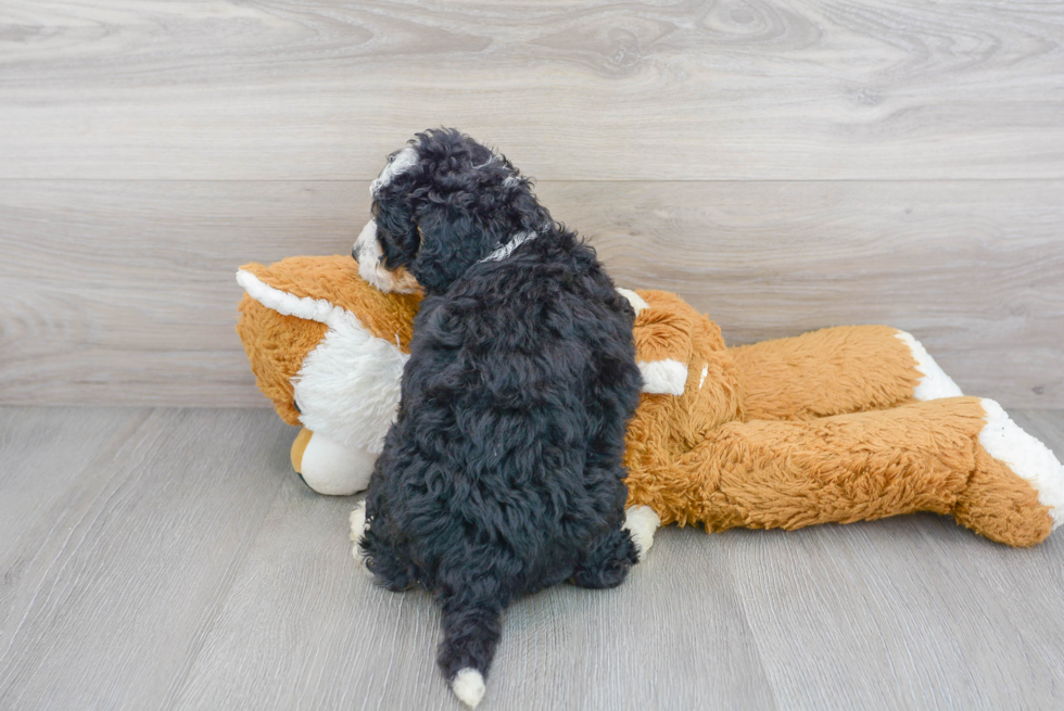 Best Mini Bernedoodle Baby