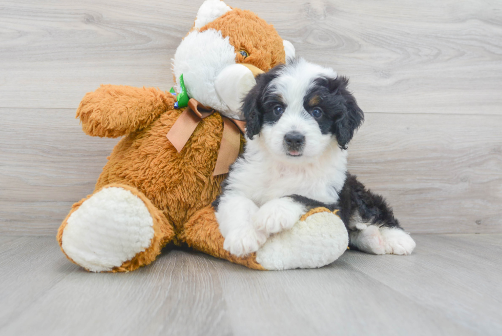 Fluffy Mini Bernedoodle Poodle Mix Pup