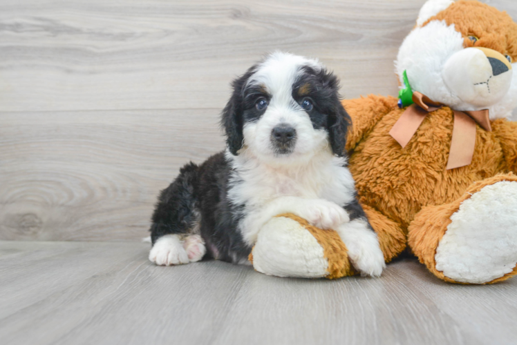 Mini Bernedoodle Pup Being Cute