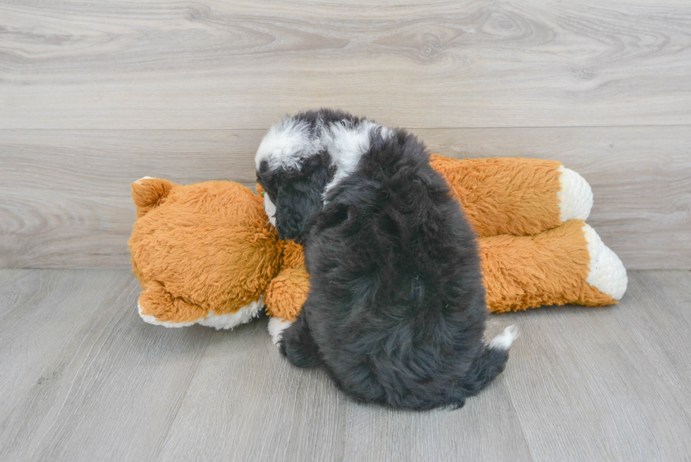 Mini Bernedoodle Puppy for Adoption