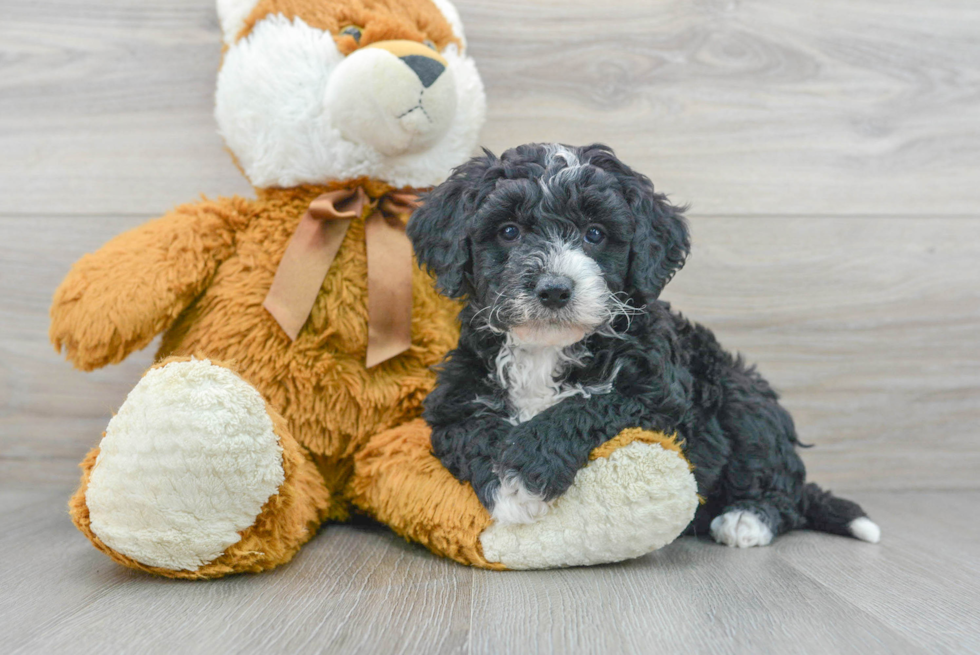 Popular Mini Bernedoodle Poodle Mix Pup