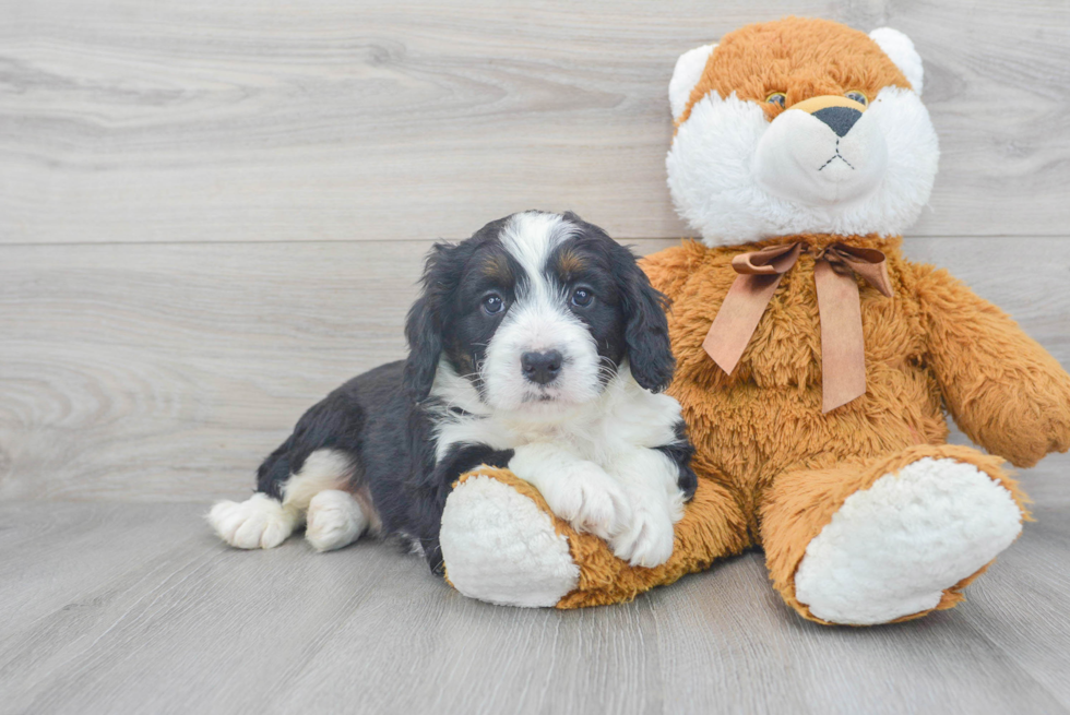 Smart Mini Bernedoodle Poodle Mix Pup