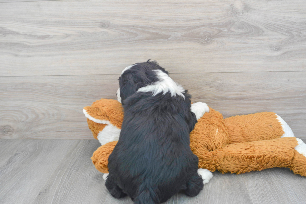 Mini Bernedoodle Pup Being Cute