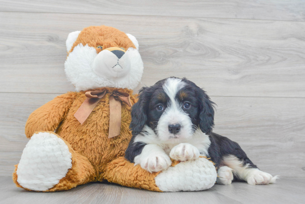 Best Mini Bernedoodle Baby