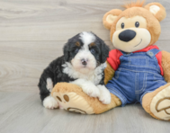 7 week old Mini Bernedoodle Puppy For Sale - Premier Pups