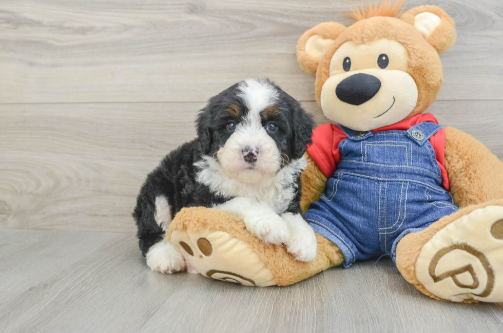 5 week old Mini Bernedoodle Puppy For Sale - Premier Pups