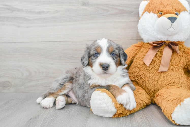 Little Bernadoodle Poodle Mix Puppy