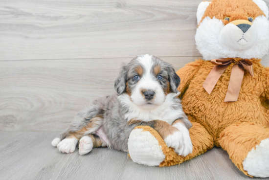 Little Bernadoodle Poodle Mix Puppy