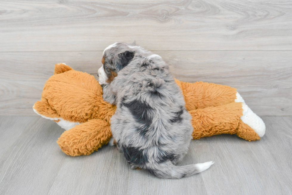 Fluffy Mini Bernedoodle Poodle Mix Pup