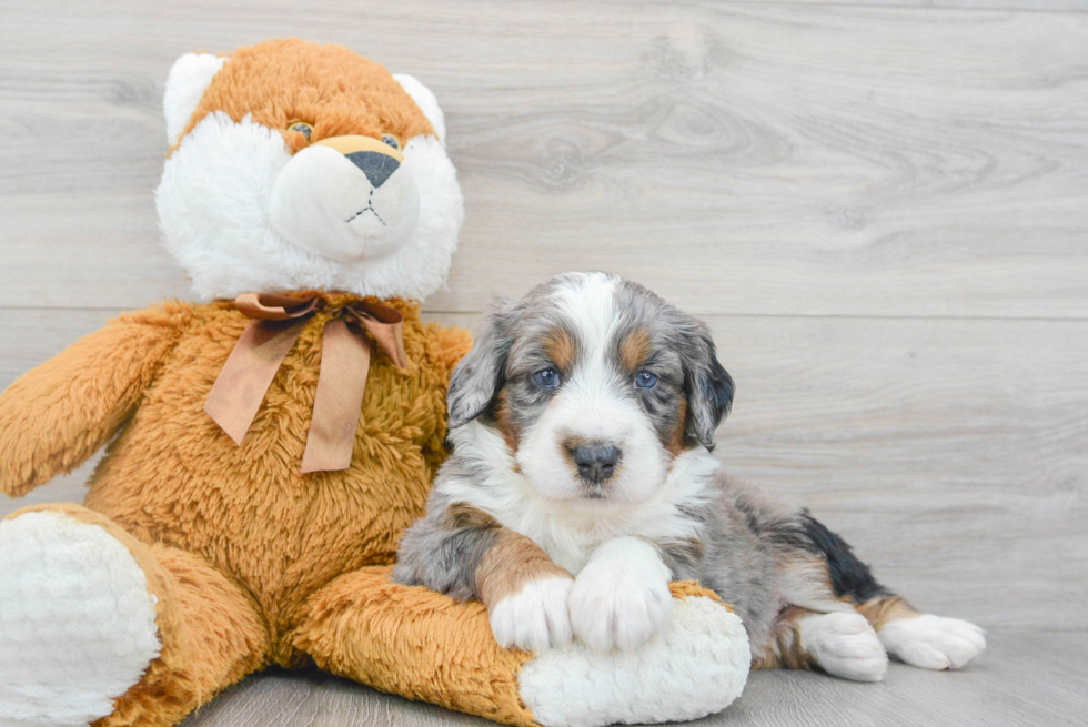 Mini Bernedoodle Puppy for Adoption