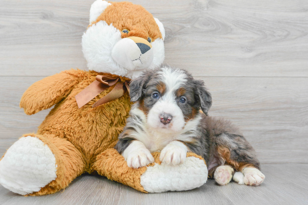 Mini Bernedoodle Pup Being Cute