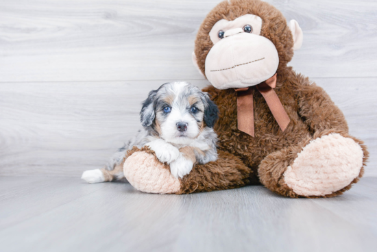 Petite Mini Bernedoodle Poodle Mix Pup