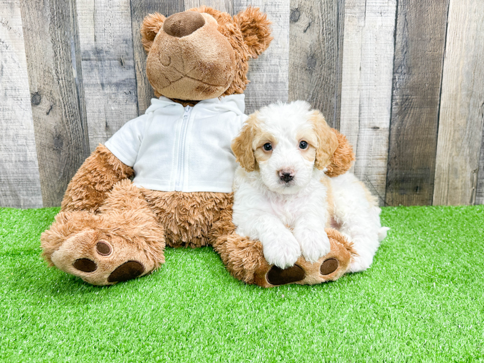 Smart Mini Bernedoodle Poodle Mix Pup