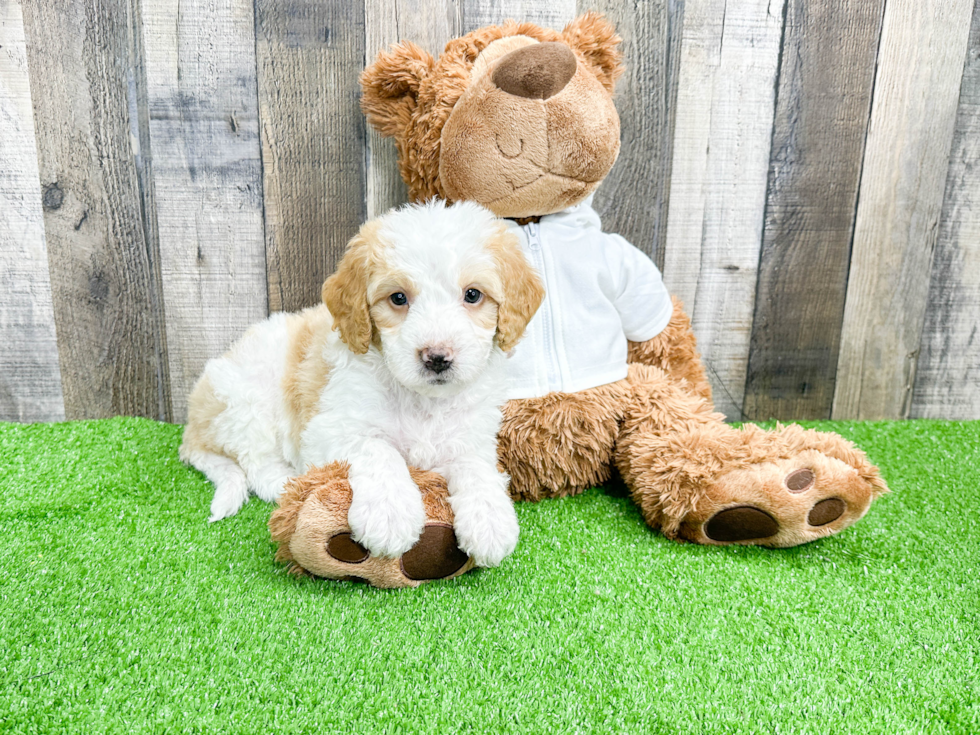 Mini Bernedoodle Pup Being Cute