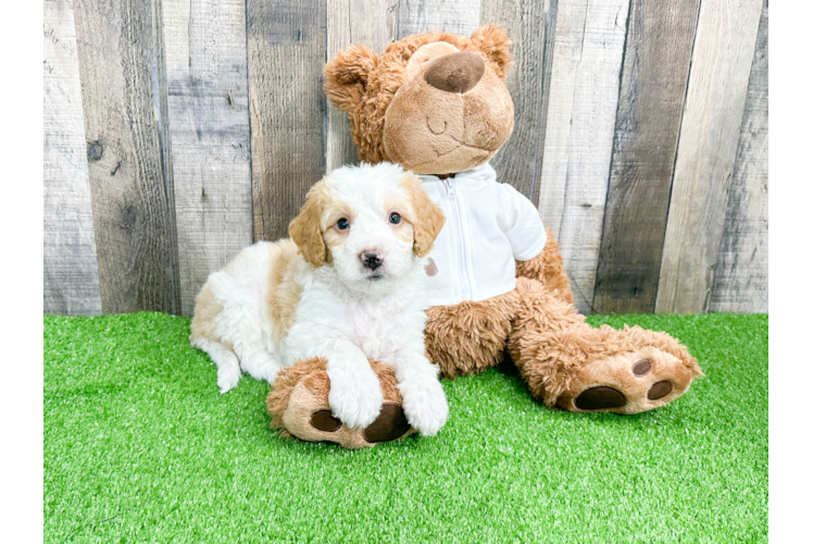 Sweet Mini Bernedoodle Baby