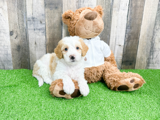 Sweet Mini Bernedoodle Baby