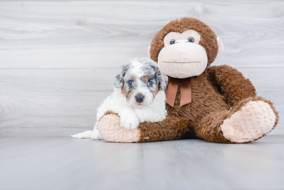 Friendly Mini Bernedoodle Baby